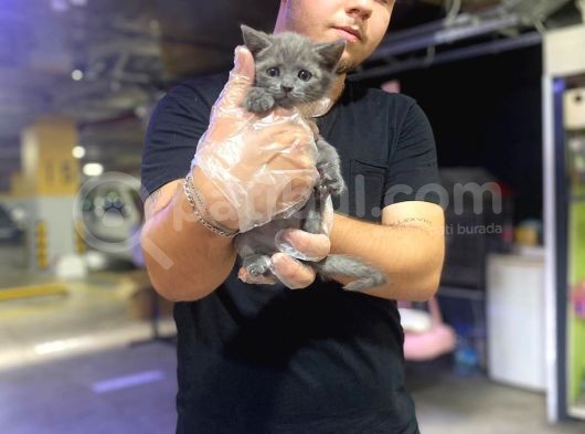 Erkek Ve Dişi British Shorthair görsel
