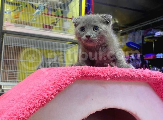 Erkek Ve Dişi Scottish Fold görsel