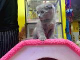 Erkek Ve Dişi Scottish Fold
