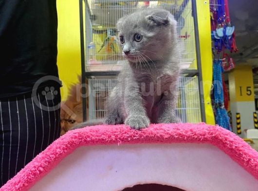 Erkek Ve Dişi Scottish Fold görsel