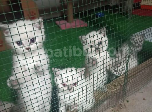 British Shorthair En Özel Reklerinden