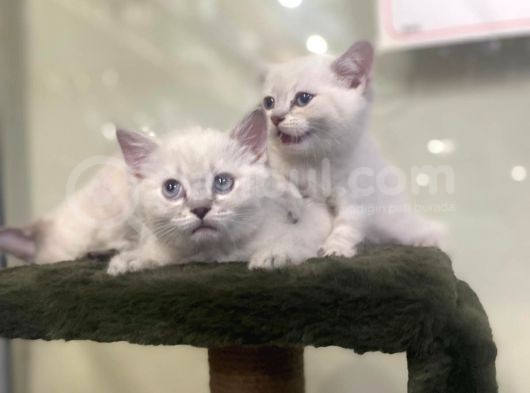 British Shorthair En Özel Reklerinden görsel