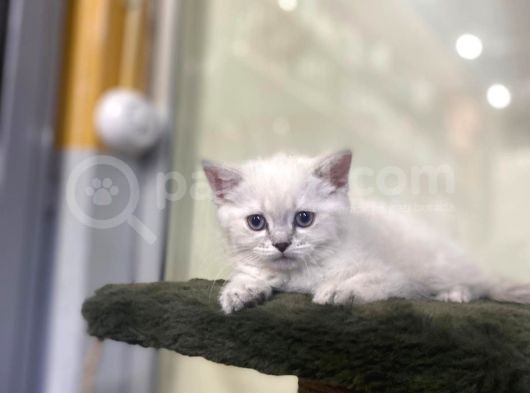 British Shorthair En Özel Reklerinden görsel