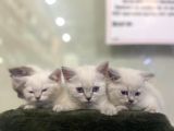 British Shorthair En Özel Reklerinden