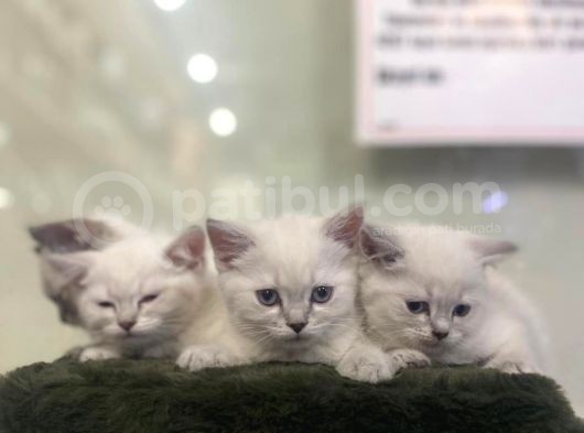 British Shorthair En Özel Reklerinden görsel