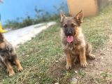 Sable Alman Kurdu