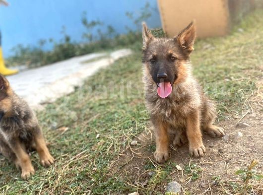 Sable Alman Kurdu