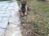 Sable Alman Kurdu