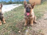 Sable Alman Kurdu