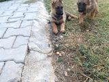Sable Alman Kurdu