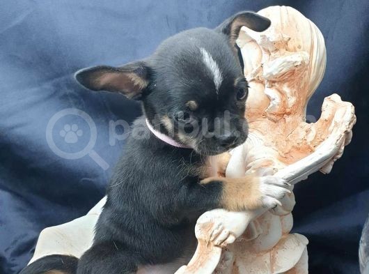 Erkek Ve Dişi 2 Aylık Chihuahua görsel