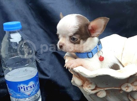 Erkek Ve Dişi 2 Aylık Chihuahua görsel