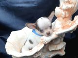 Erkek Ve Dişi 2 Aylık Chihuahua