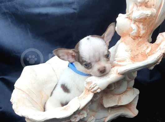 Erkek ve Dişi 2 Aylık Chihuahua