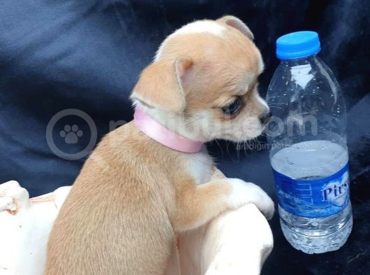 Erkek Ve Dişi 2 Aylık Chihuahua görsel