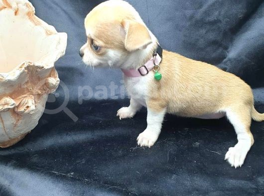 Erkek Ve Dişi 2 Aylık Chihuahua görsel