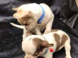 Erkek Ve Dişi 2 Aylık Chihuahua