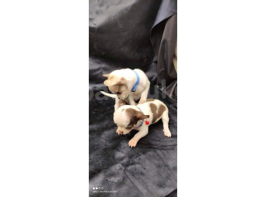 Erkek Ve Dişi 2 Aylık Chihuahua görsel