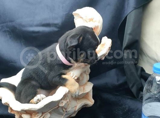 Erkek Ve Dişi 2 Aylık Chihuahua görsel