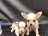 Erkek Ve Dişi 2 Aylık Chihuahua