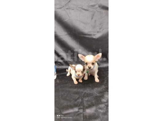 Erkek Ve Dişi 2 Aylık Chihuahua görsel
