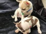 Erkek Ve Dişi 2 Aylık Chihuahua