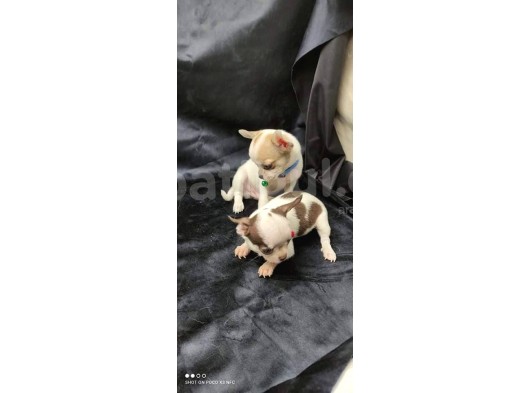 Erkek Ve Dişi 2 Aylık Chihuahua görsel