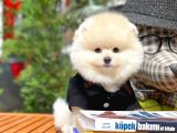 Yeni Gelen Safkan Pomeranian Bo Oğlumuz 'Mes'