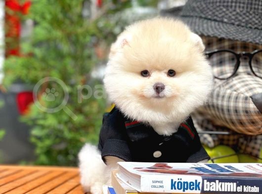 Yeni Gelen Safkan Pomeranian Bo Oğlumuz 'Mes' görsel