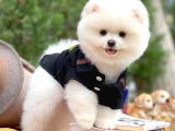 Gülen Surat Pomeranian Boo Oğlumuz Mike