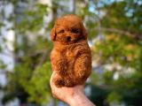 Toy Poodle Oğlumuz Alex