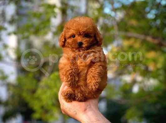 Toy Poodle Oğlumuz Alex