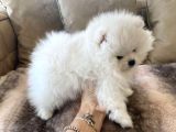 Pomeranian Boo Kar Beyaz