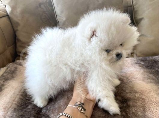 Pomeranian Boo Kar Beyaz