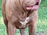 Amerikan Bully Xl 5.5 Aylık Big Zaza Kızları Abkc
