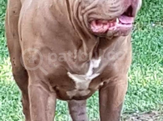 Amerikan Bully Xl 5.5 Aylık Big Zaza Kızları Abkc görsel
