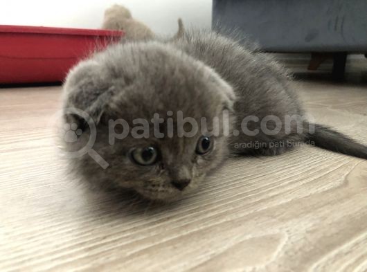 50 Günlük Bebek Scottishler görsel