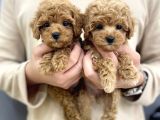 Red Light Toy Poodle Mini Boy Yavrular