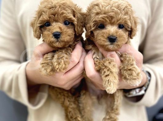 Red Light Toy Poodle Mini Boy Yavrular