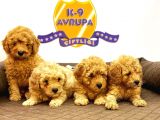 Çiftlikten Orijinal Toy Poodle Yavruları