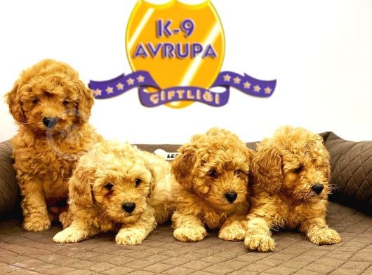 Çiftlikten Orijinal Toy Poodle Yavruları