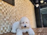 Standart (Dev) Poodle Yavru