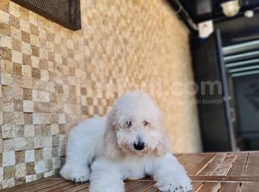 Giant Poodle Yavrularımız