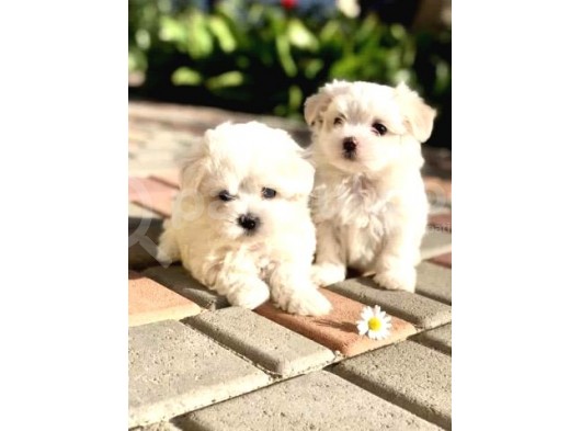 Kaliteli Orijinal Maltese Terri̇er