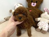 Red Brown Toy Poodle Yavrular