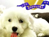 Çi̇ftli̇kten Ori̇ji̇nal Maltes Yavruları