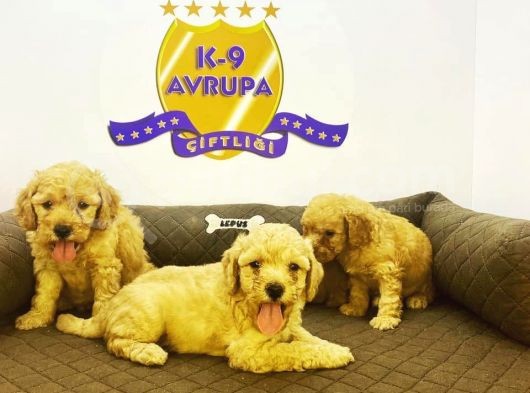 Çiftlikten Orijinal Toy Poodle Yavruları görsel