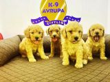 Çiftlikten Orijinal Toy Poodle Yavruları