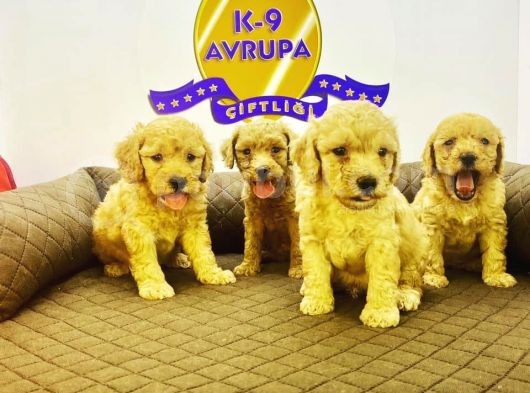 Çiftlikten Orijinal Toy Poodle Yavruları görsel