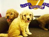 Çiftlikten Orijinal Toy Poodle Yavruları